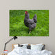Barred Rock Hen Grass Wall Mural