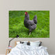 Barred Rock Hen Grass Wall Mural