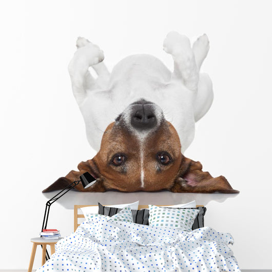 Dog Laying Upside Down Wall Decal