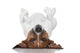 Dog Laying Upside Down Wall Decal