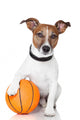 Basket ball winner dog Wall Decal