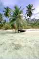 Palm Tree Seen from Wall Mural