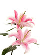 Beautiful Pink Lily White Wall Decal