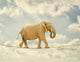 Elephant Walking Rope