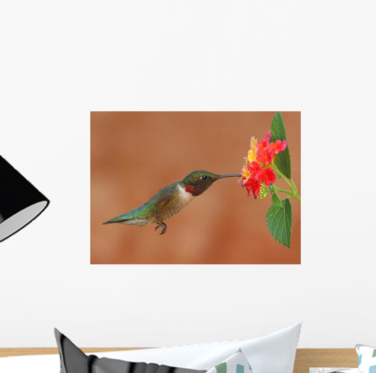 Ruby-Throated Hummingbird Feeding on Lantanas Wall Mural