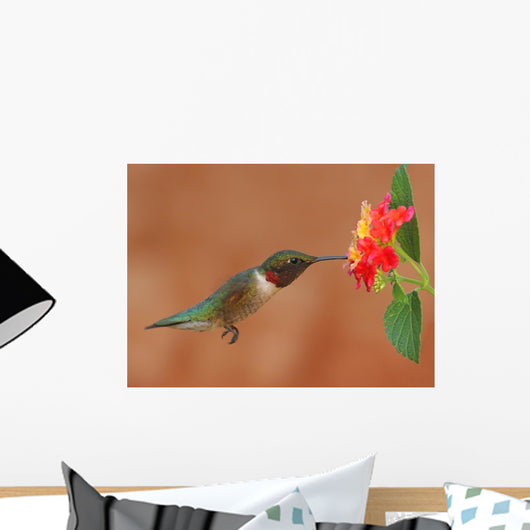 Ruby-Throated Hummingbird Feeding on Lantanas Wall Mural