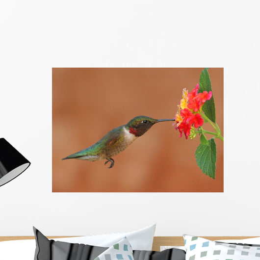 Ruby-Throated Hummingbird Feeding on Lantanas Wall Mural