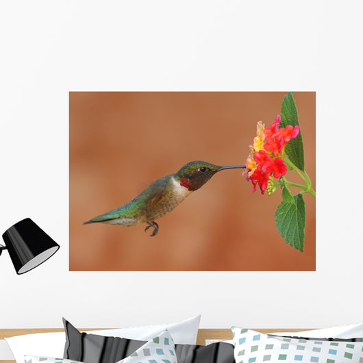 Ruby-Throated Hummingbird Feeding on Lantanas Wall Mural
