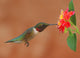 Ruby-Throated Hummingbird Feeding on Lantanas Wall Mural