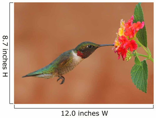Ruby-Throated Hummingbird Feeding on Lantanas Wall Mural