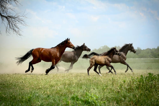 Galloping Family 2