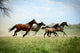 Galloping Family 2