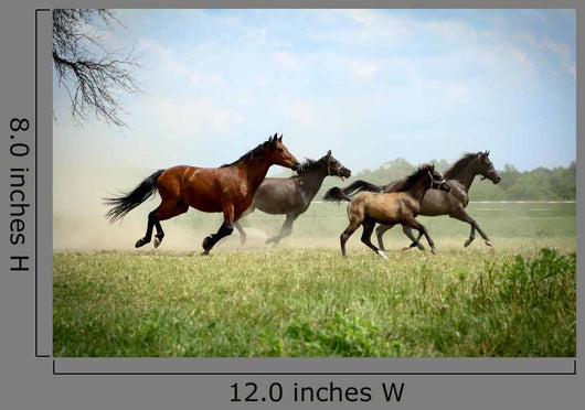 Galloping Family 2