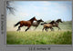 Galloping Family 2