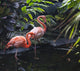 Goose Stepping Flamingo's Wall Mural