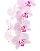 Orchid Wall Mural