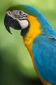 Blue & Yellow Macaw Wall Mural