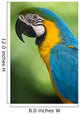 Blue & Yellow Macaw Wall Mural