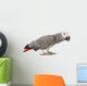 Gray Gabon, Psittacus erithacus Wall Decal