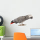 Gray Gabon, Psittacus erithacus Wall Decal