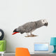 Gray Gabon, Psittacus erithacus Wall Decal