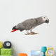 Gray Gabon, Psittacus erithacus Wall Decal