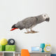 Gray Gabon, Psittacus erithacus Wall Decal
