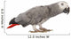 Gray Gabon, Psittacus erithacus Wall Decal
