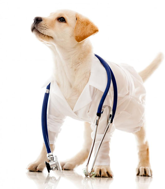 Dog Dressed as a Vet Wall Decal