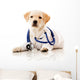 Little dog as a vet Wall Decal