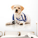 Little dog as a vet Wall Decal
