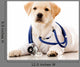 Little dog as a vet Wall Decal