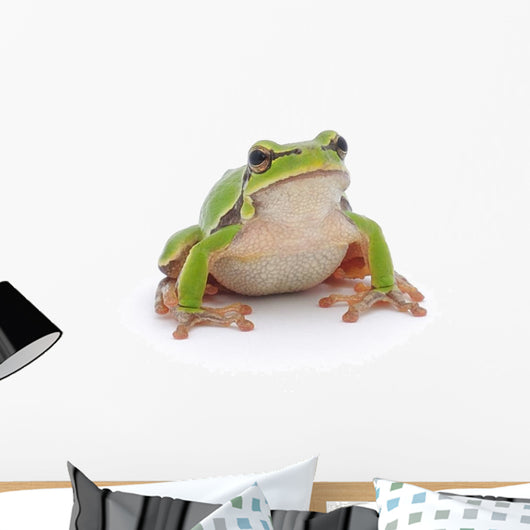 Tree Frog