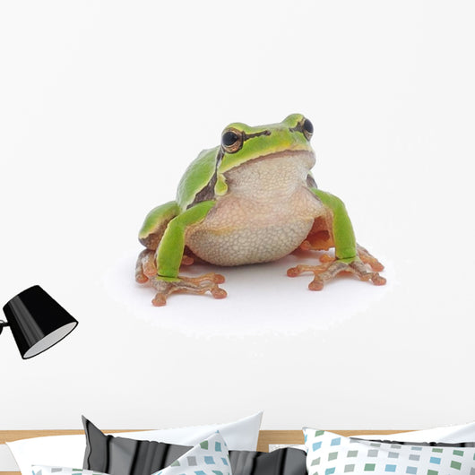 Tree Frog