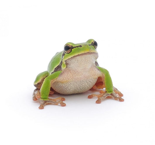 Tree Frog