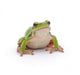 Tree Frog