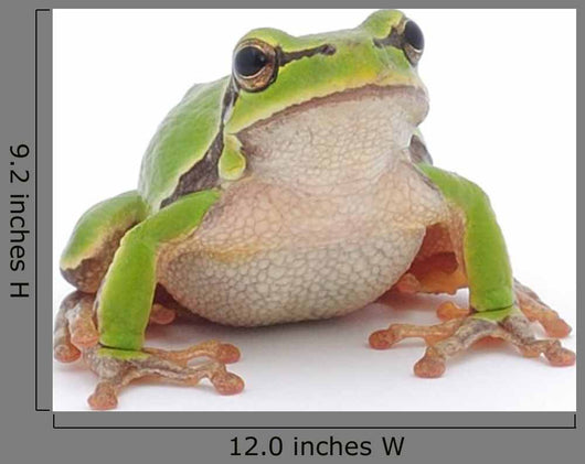 Tree Frog