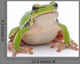 Tree Frog