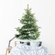 Fur Tree White Wall Decal