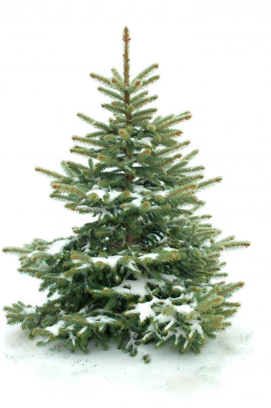 Fur Tree White Wall Decal