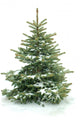 Fur Tree White Wall Decal
