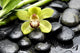 Macro Gorgeous Orchid with Wall Mural