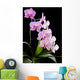 Orchid Wall Mural