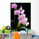 Orchid Wall Mural