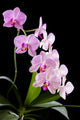 Orchid Wall Mural