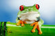Green Frog with Red