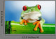 Green Frog with Red