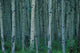 Aspen Trees In Jasper Forest Wall Mural
