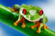 Green Frog with Red