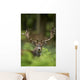Head Shot Fallow Deer